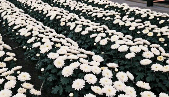 菊花种植选型关注点,如何选择适合的农机服务